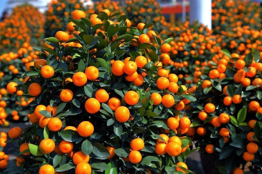 Quất: Ý nghĩa của cây quất là: nhà đầy vàng ngọc, lộc to, lãi lớn, là biểu tượng của sự giàu có, may mắn. Khi quất khi chín có màu vàng hoặc cam, hai màu này còn tượng trưng cho niềm vui, sự cao quý, cát tường.