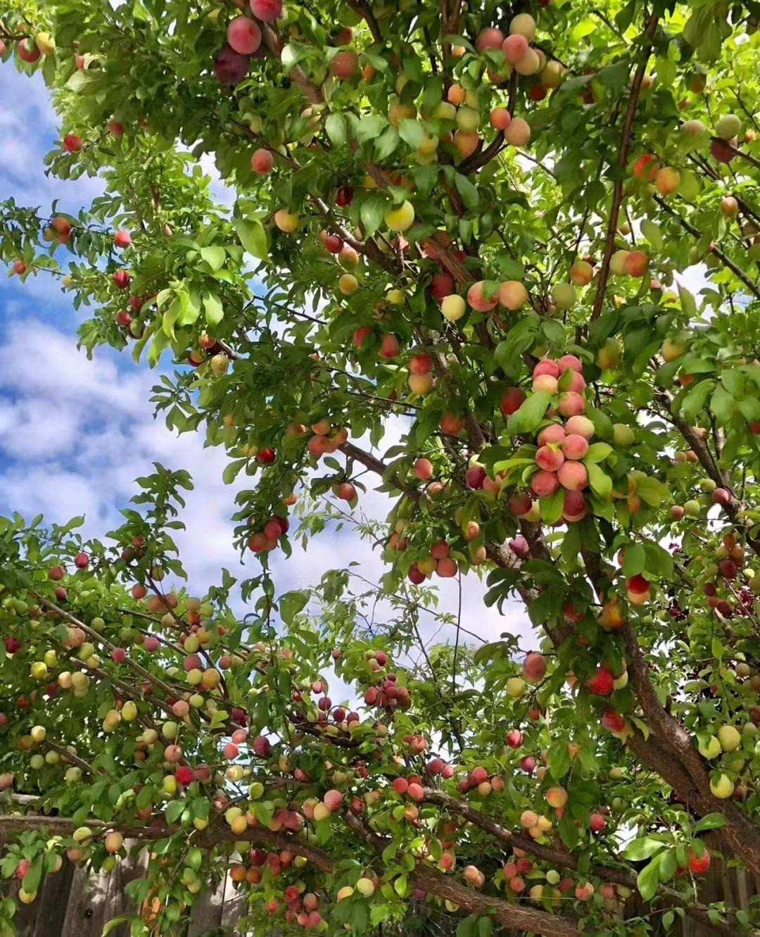 Cây cảnh này thường được dùng để tượng trưng cho cái đẹp, tình yêu, cuộc sống,… Chúng thấm đẫm trong các tác phẩm văn học, nghệ thuật, đóng vai trò rất quan trọng trong mọi mặt của xã hội.