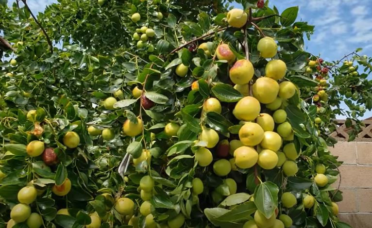 Trong phong thủy, màu đỏ là biểu tượng của điềm lành, tượng trưng cho cuộc sống thịnh vượng và tương lai sẽ hạnh phúc, tốt đẹp hơn. Vì vậy, người xưa tin rằng trồng cây cảnh này trước cửa nhà có thể mang lại may mắn cho bản thân và gia đình. Ai chẳng muốn cuộc sống ngày càng tốt đẹp hơn chứ!