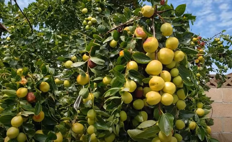 Trong phong thủy, màu đỏ là biểu tượng của điềm lành, tượng trưng cho cuộc sống thịnh vượng và tương lai sẽ hạnh phúc, tốt đẹp hơn. Vì vậy, người xưa tin rằng trồng cây cảnh này trước cửa nhà có thể mang lại may mắn cho bản thân và gia đình. Ai chẳng muốn cuộc sống ngày càng tốt đẹp hơn chứ!