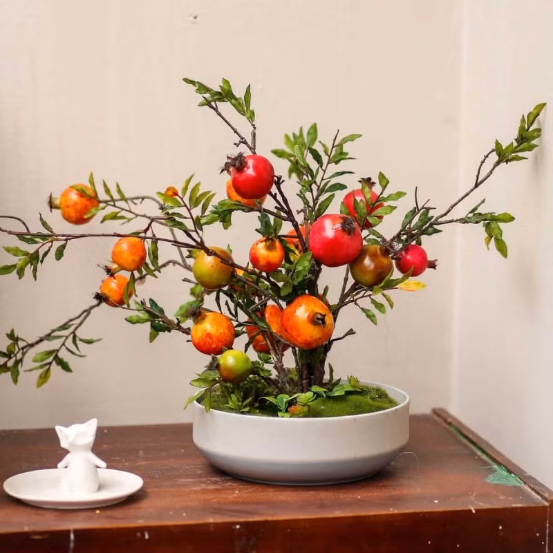 Cây cảnh này còn có tác dụng xua đuổi tà khí và âm khí ra khỏi nhà, khi chuyển hóa linh khí trong nhà, không khí sẽ trong lành hơn, người sống trong nhà cũng cảm thấy thoải mái.