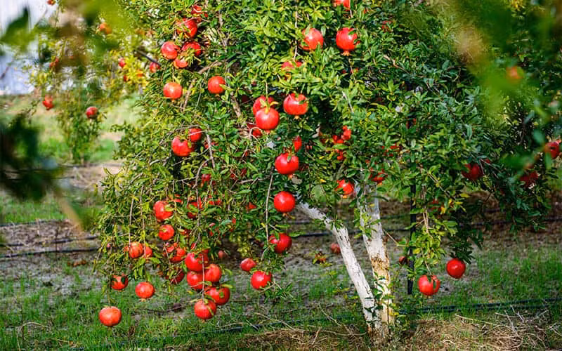 Trái lựu khi chín đặc biệt đẹp và có hương vị ngon ngọt. Trồng cây lựu trong vườn, bạn sẽ có 4 mùa thú vị. Mùa xuân ngắm lá, mùa hè thưởng hoa, mùa thu ăn quả, còn mùa đông có thể đắm chìm trong cảm xúc về cuộc đời khi những cành lựu trơ trọi vươn lên trong gió lạnh.