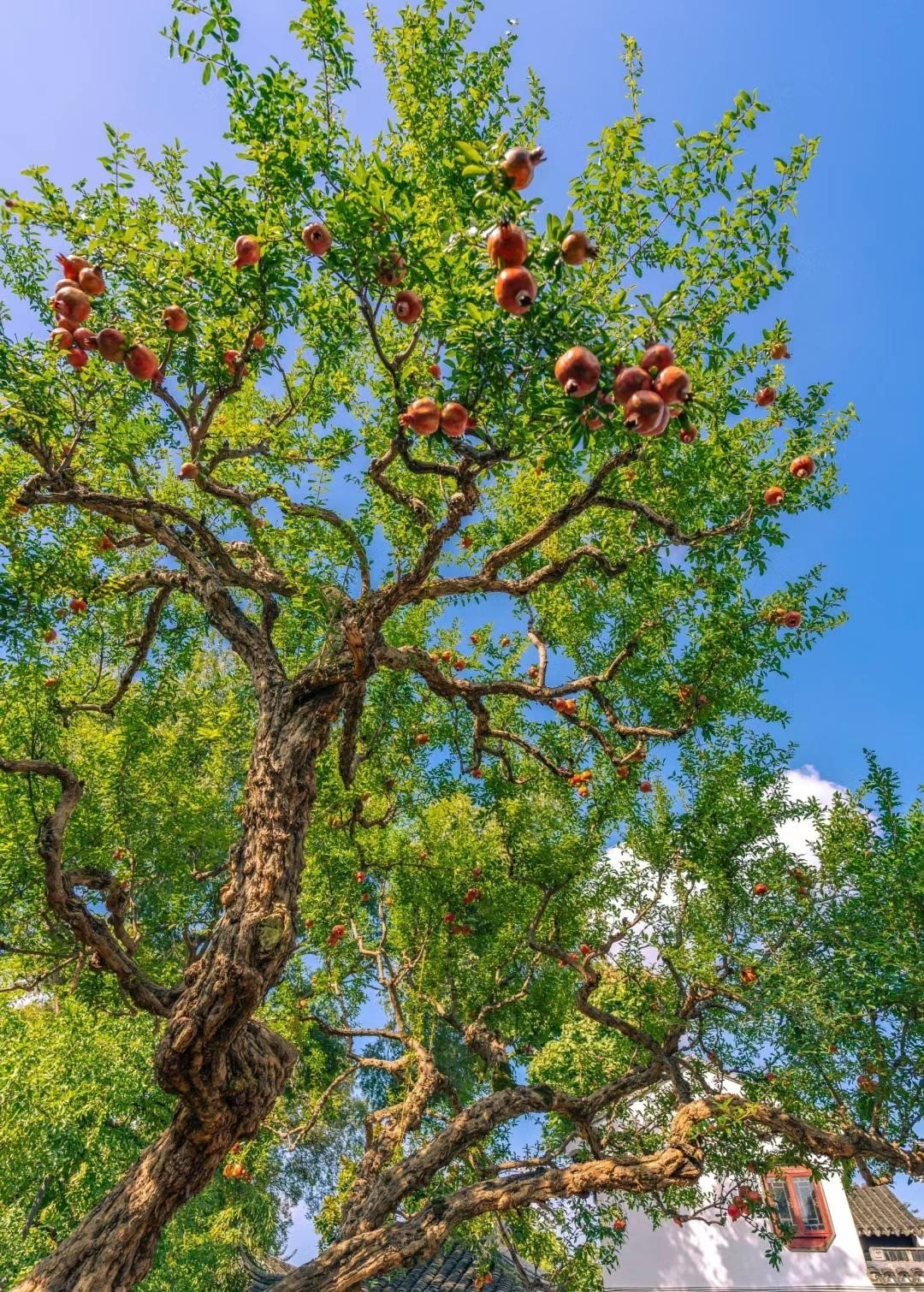 Người xưa trồng cây cảnh thạch lựu trong sân nhà là biểu hiện cát tường, có tác dụng vượng khí cho gia đình, cuộc sống cũng hưng thịnh, rực rỡ như hoa lựu, sung túc, ngọt ngào như quả lựu.