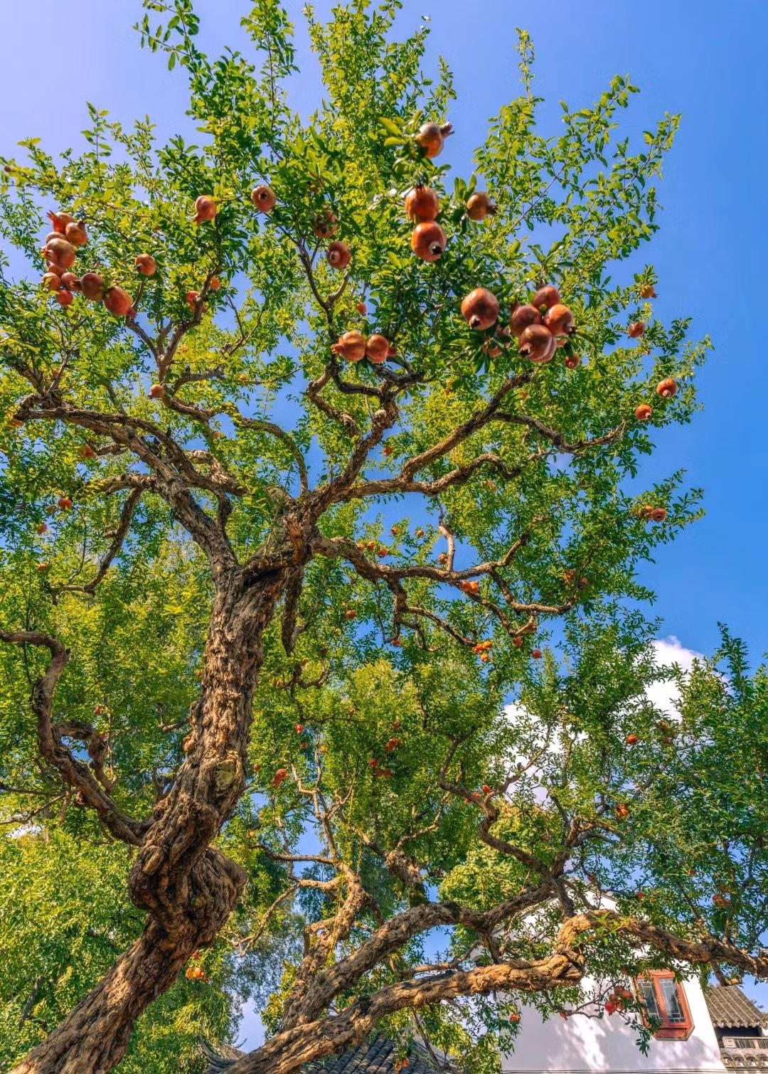 Người xưa trồng cây cảnh thạch lựu trong sân nhà là biểu hiện cát tường, có tác dụng vượng khí cho gia đình, cuộc sống cũng hưng thịnh, rực rỡ như hoa lựu, sung túc, ngọt ngào như quả lựu.