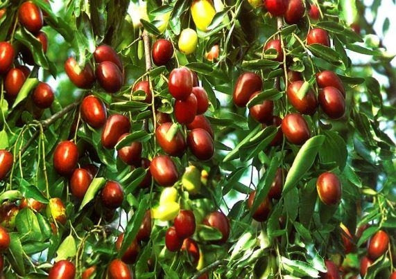 Chúng ta biết rằng khi chuyển giao mùa hè và mùa thu, những quả táo tàu đỏ sẽ bắt đầu căng mọng và đổi màu. Màu sắc của quả sẽ ngày càng đỏ hơn, giống như những chiếc đèn lồng nhỏ điểm xuyết trên cành.