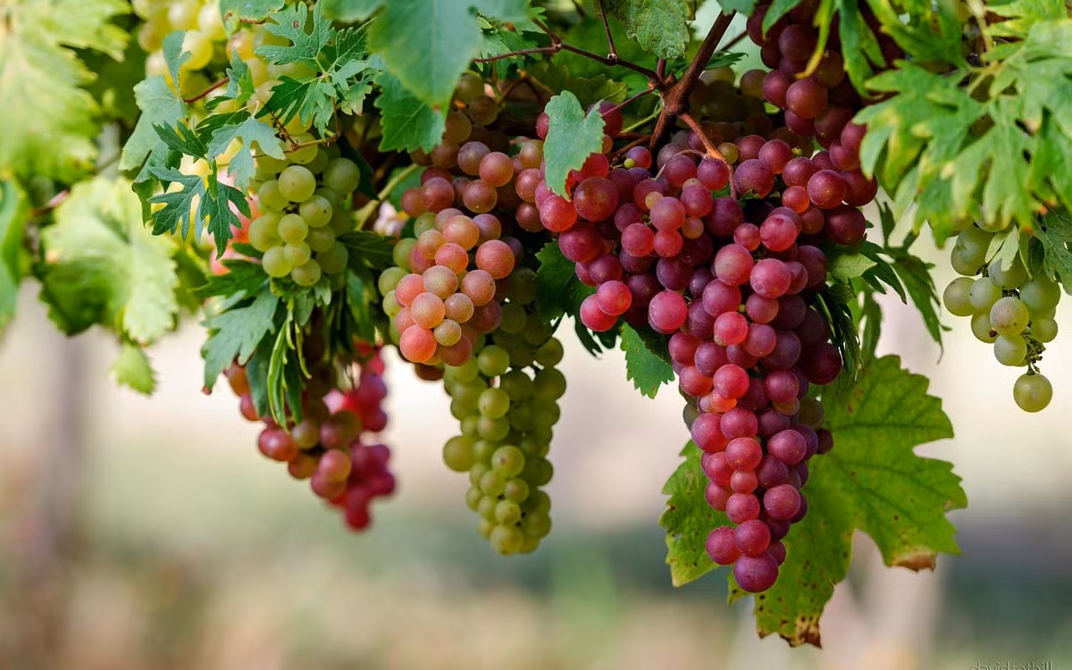 Phật giáo coi hình quả nho là điềm lành và các hình chạm khắc hình cây nho thường xuất hiện ở hai bên hoa sen. Bồ Tát cầm quả nho có nghĩa là hạt sẽ không bị hư hỏng nên hình quả nho mang ý nghĩa ngũ cốc dồi dào.