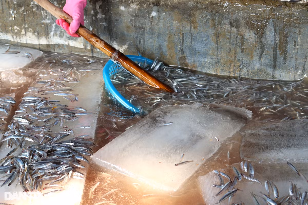 Cá được hấp chủ yếu là cá nục, cá trích, cá cơm… Nghề hấp cá ở Quảng Nam tập trung tại các xã Duy Nghĩa, Duy Hải (huyện Duy Xuyên) và xã Bình Minh (huyện Thăng Bình).