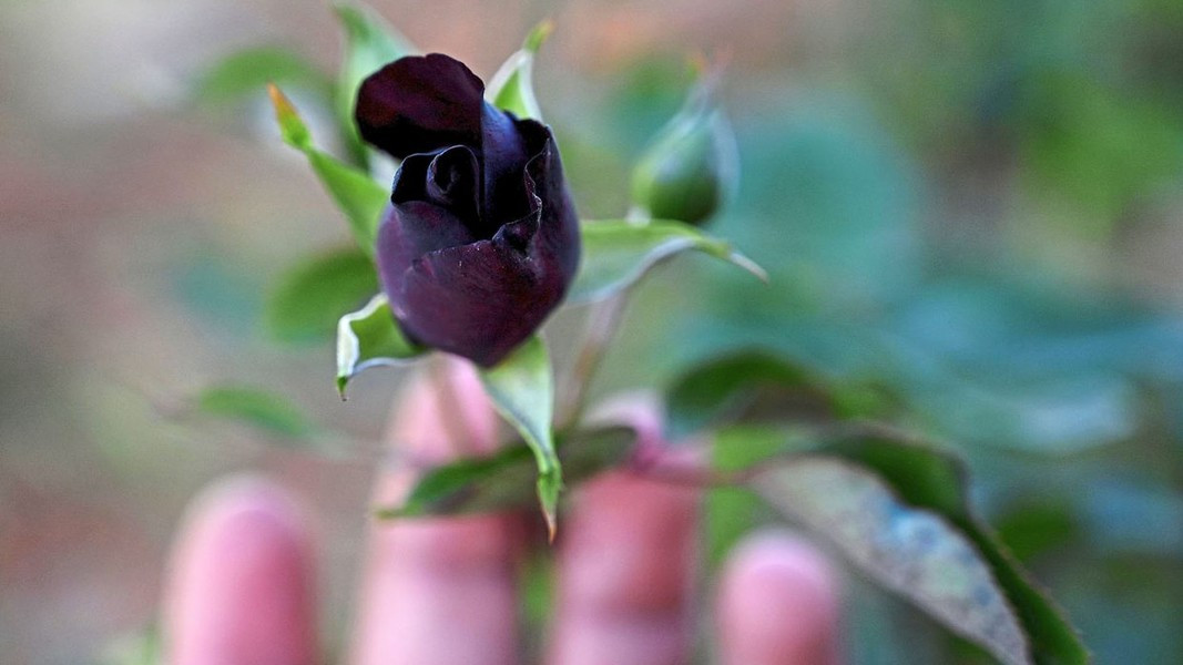 Loài hồng đen có nhiều gai hơn các loài hoa hồng khác. Khi ở dạng nụ, loài hoa này có màu đen, nhưng khi hoa nở to, màu đỏ dần xuất hiện. Theo Atlas Obscura/The Star.