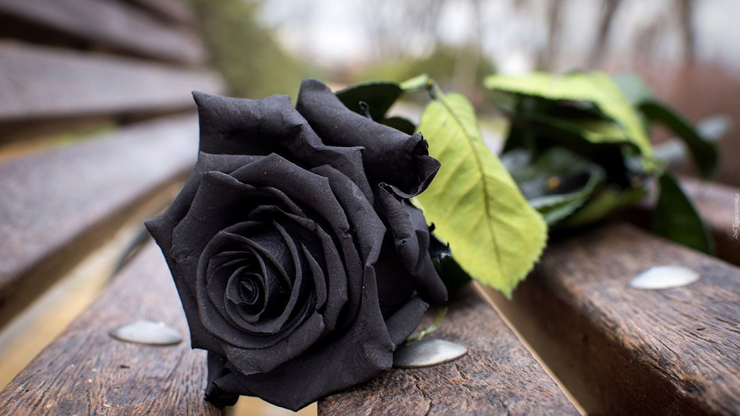 Chính vì thế, ngày càng có nhiều du khách đổ xô đến Halfeti để tận mắt chiêm ngưỡng những bông hoa hồng đen huyền thoại. Theo Atlas Obscura/The Star.