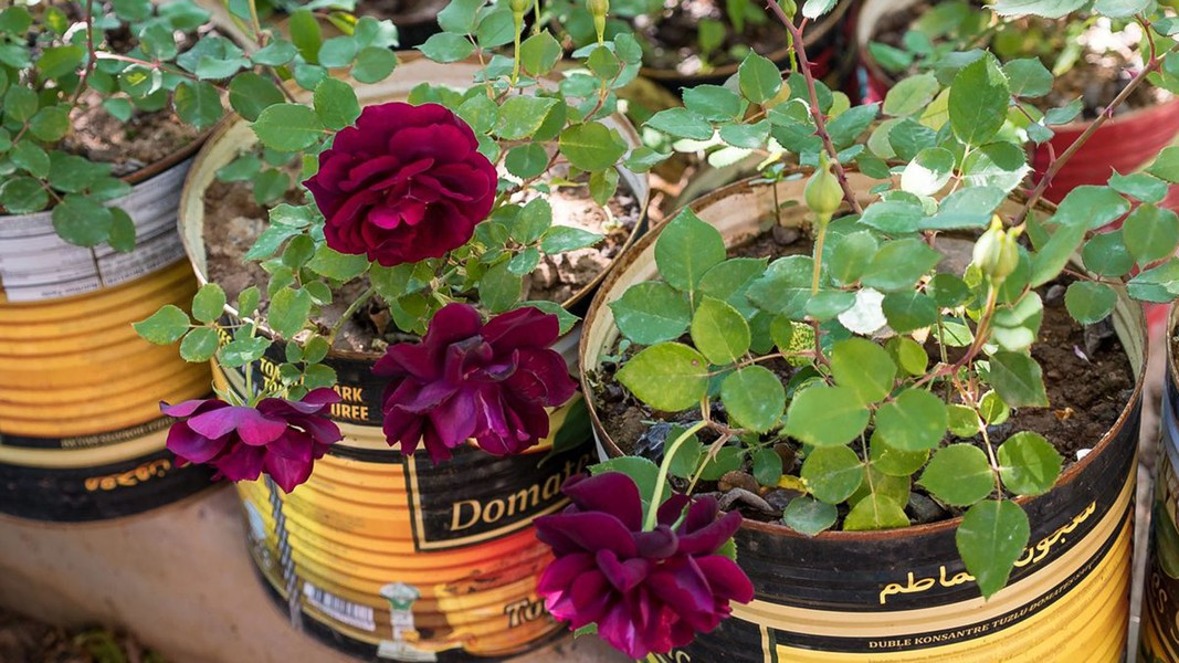 Thông thường hoa nở có màu đỏ thẫm vào mùa xuân nhưng chuyển sang màu đen vào mùa hè. Theo Atlas Obscura/The Star.