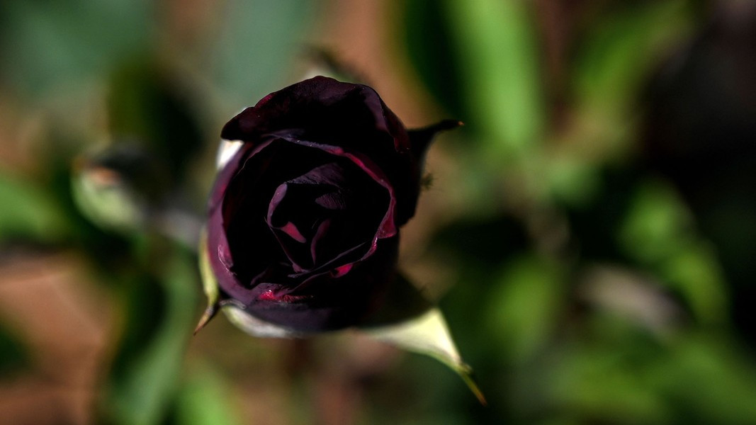 Loài hoa hồng đen nở theo mùa, chúng chỉ phát triển vào mùa hè với một số lượng rất ít ỏi, chỉ có một ít được trồng tại nơi đây. Theo Atlas Obscura/The Star.