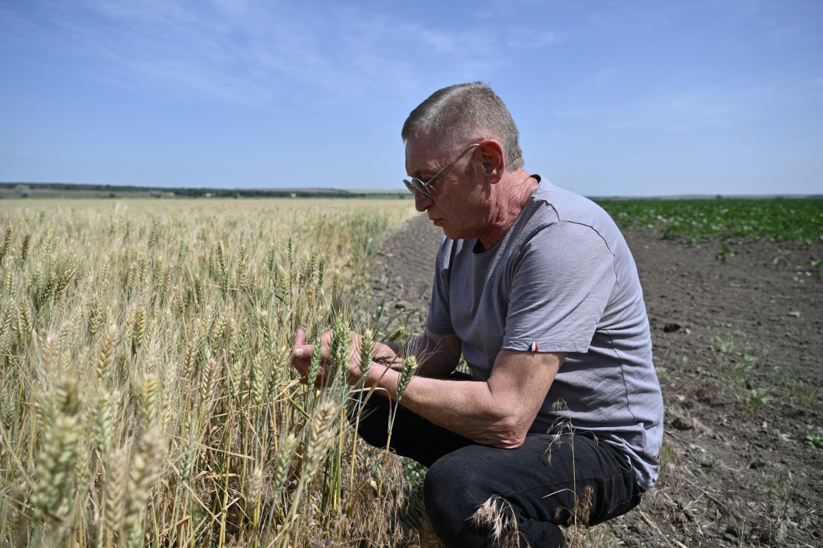 Mykola Murai đang kiểm tra lúa mì trên cánh đồng ở làng Vasylivka sau khi khu vực này được rà phá bom mìn.