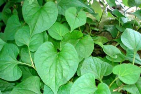 Rau diếp cá. Bạn lấy một ít lá rau diếp cá, vo nhuyễn, vắt lấy nước, trộn với một ít cám gạo và một ít dầu oliu hoà nhuyễn sau đó đắp lên chỗ mụn, Sau 10-15 phút rửa sạch bằng nước lạnh.