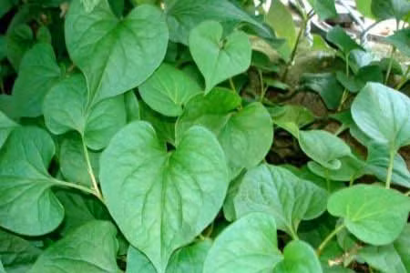 Rau diếp cá. Bạn lấy một ít lá rau diếp cá, vo nhuyễn, vắt lấy nước, trộn với một ít cám gạo và một ít dầu oliu hoà nhuyễn sau đó đắp lên chỗ mụn, Sau 10-15 phút rửa sạch bằng nước lạnh.