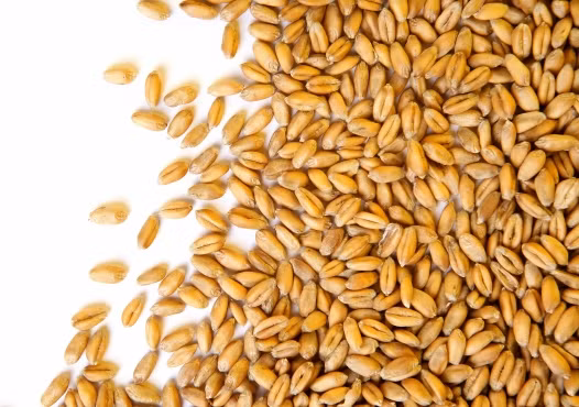 Ngũ cốc nguyên hạt như lúa mì, gạo nâu thường có nhiều chất xơ và giữ cho bạn cảm giác no lâu.