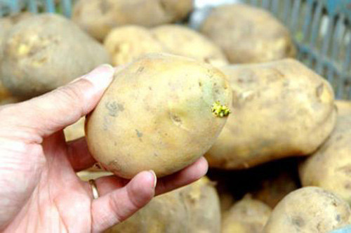 Khoai tây mọc mầm. Đây là một dạng độc chất có khả năng tích trữ lâu ngày ở gan, đến khi đủ số lượng có thể gây tình trạng ung thư tế bào gan. Những củ khoai tây có chứa Solanin là những củ có lớp vỏ ngoài màu vàng ánh xanh lục.