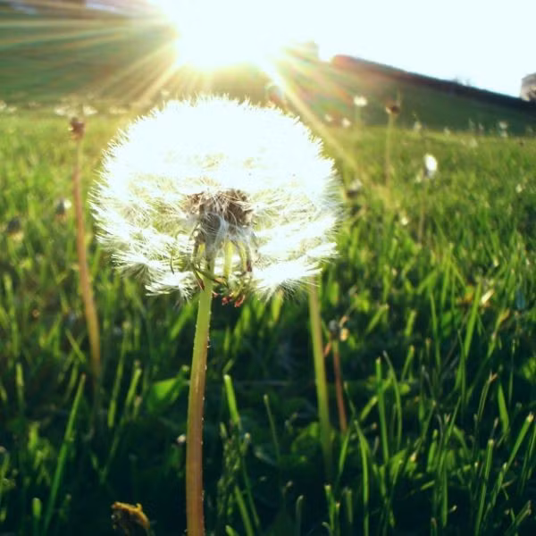 Rễ cây bồ công anh. Bạn cũng có thể lấy rễ cây bồ công anh tươi và làm sạch chúng. Thoa lên các nốt ruồi này cho đến một chất màu trắng sữa tiết ra từ gốc rễ của chúng. Lặp lại biện pháp này 2-3 lần/ngày cho đến khi nốt ruồi biến mất. Đây là một trong các biện pháp tẩy nốt ruồi tại nhà tốt nhất.