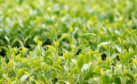 Tinh dầu cây trà. Tinh dầu cây trà cũng có thể rất hữu ích trong việc loại bỏ các nốt ruồi. Bạn có thể áp dụng một vài giọt dầu cây chè trên nốt ruồi 2-3 lần/ ngày. Tiếp tục áp dụng cho đến khi nốt ruồi hoàn toàn biến mất.