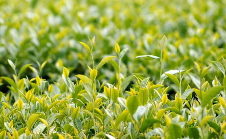 Tinh dầu cây trà. Tinh dầu cây trà cũng có thể rất hữu ích trong việc loại bỏ các nốt ruồi. Bạn có thể áp dụng một vài giọt dầu cây chè trên nốt ruồi 2-3 lần/ ngày. Tiếp tục áp dụng cho đến khi nốt ruồi hoàn toàn biến mất.