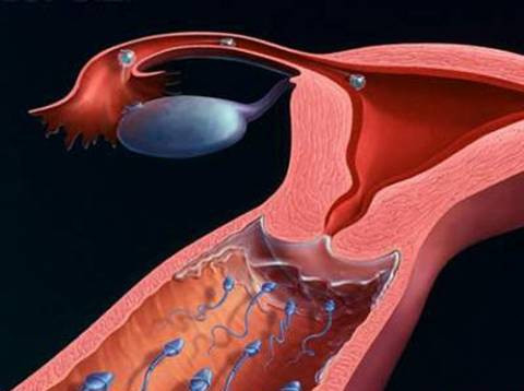 Rắc rối ở các ống dẫn trứng như nhiễm trùng do phẫu thuật, mang thai trước đó, hoặc do di truyền. Ống dẫn trứng là con đường để trứng đi từ buồng trứng tới tử cung. Nếu có trục trặc gì đó trên con đường này, bạn sẽ khó thụ thai.