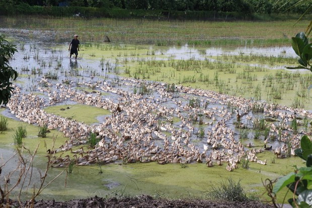 Nuoi vit co co chay dong, nong dan Dong Thap nhat trung lien tuc-Hinh-2