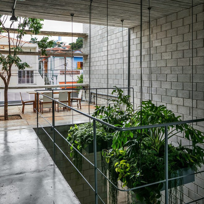 Điểm đặc biệt ở đây là cây trồng trên tầng lầu là loại cây lớn, có tán rộng.