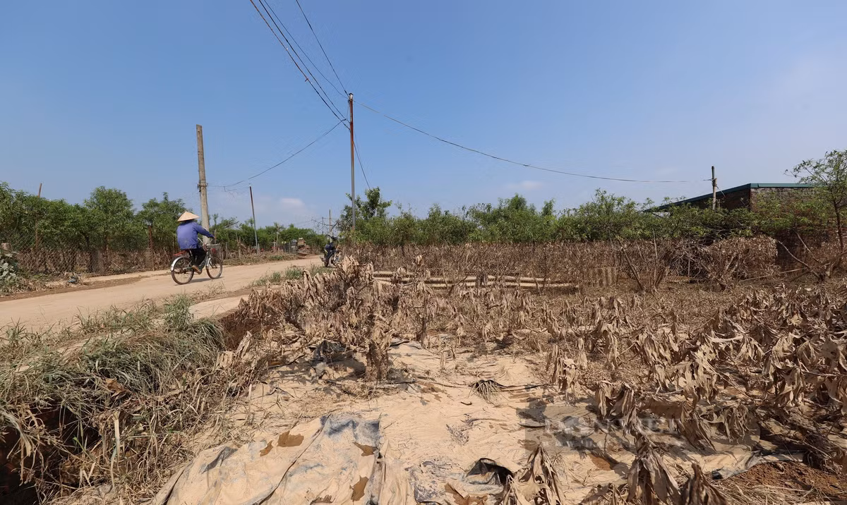 Có thể thấy, rất nhiều vườn đào tại Nhật Tân bị ngập, các chủ vườn mất trắng hoàn toàn. Mỗi năm chỉ trông chờ vào một vụ thu hoạch dịp giáp Tết Nguyên đán, nên việc lũ ngập trắng khiến họ gần như sụp đổ.