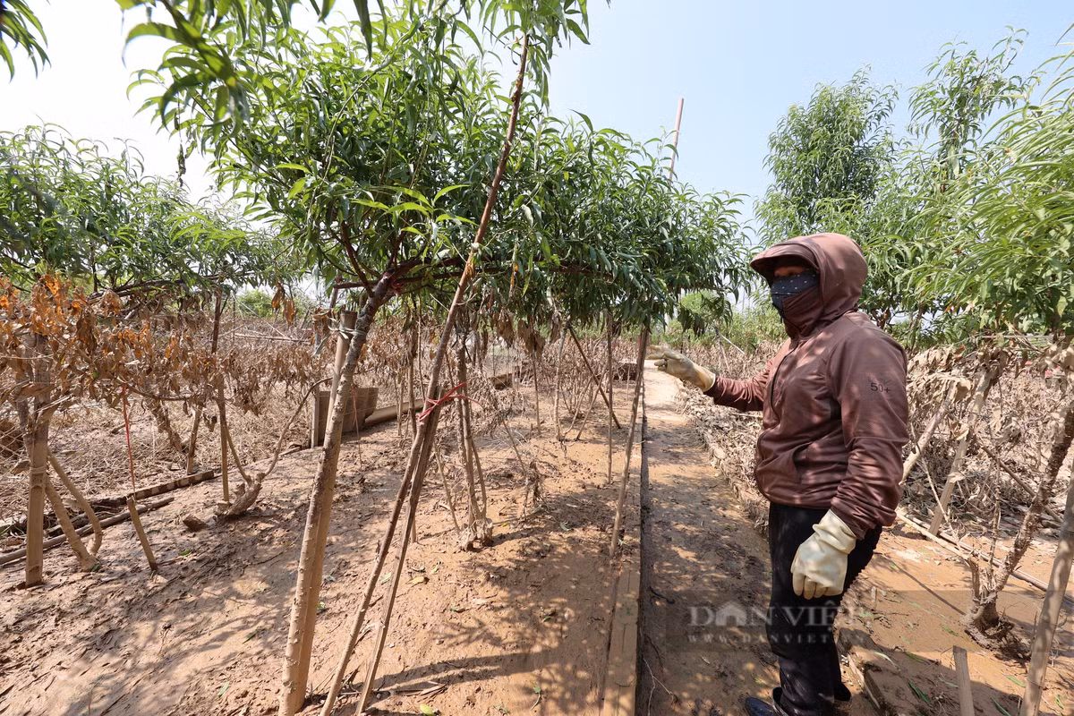 Người phụ nữ này trồng hơn 500 gốc đào cành, chỉ còn hơn 100 gốc là có khả năng cứu được. "Muốn cứu đào thì phải chờ thêm vài ngày, còn về cơ bản bùn bám vào và ngập mấy ngày thì chết hết. Nhà tôi bị thiệt hại hàng trăm triệu đồng, nhiều hộ khác cũng vậy, năm nay trắng tay rồi", chị nghẹn lòng nói.