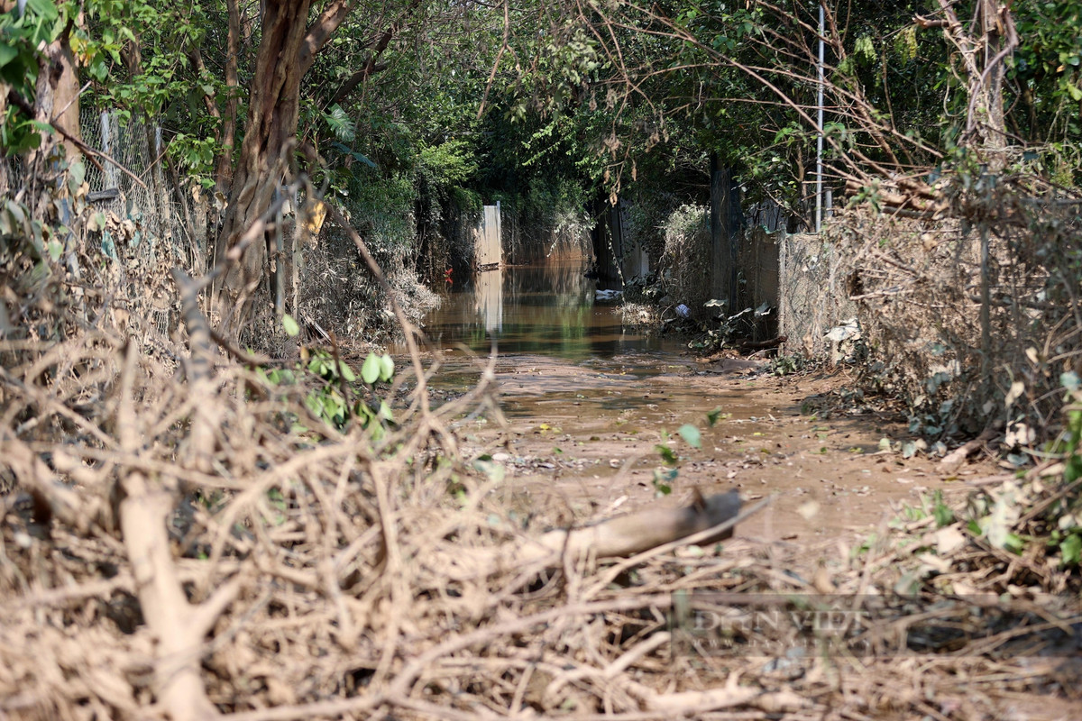 Chiều 14/9, các lối đi lại tại vườn đào Nhật Tân vẫn ngập nặng, xe máy không thể đi qua.