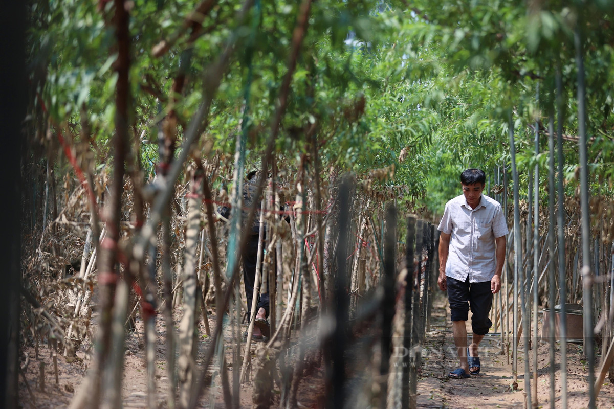 "Nhiều vườn đào bị xóa sổ hoàn toàn", người đàn ông trồng đào tại Nhật Tân này vừa bước đi vừa lẩm bẩm.