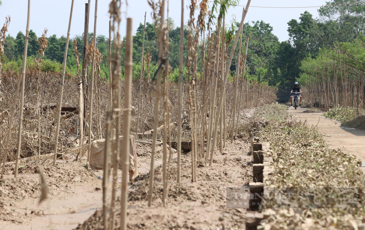Cảnh tượng đau xót tại Nhật Tân, nơi cung cấp đào quất và các loại hoa cho khu vực Hà Nội và các tỉnh phía Bắc mỗi dịp Tết đến Xuân về.