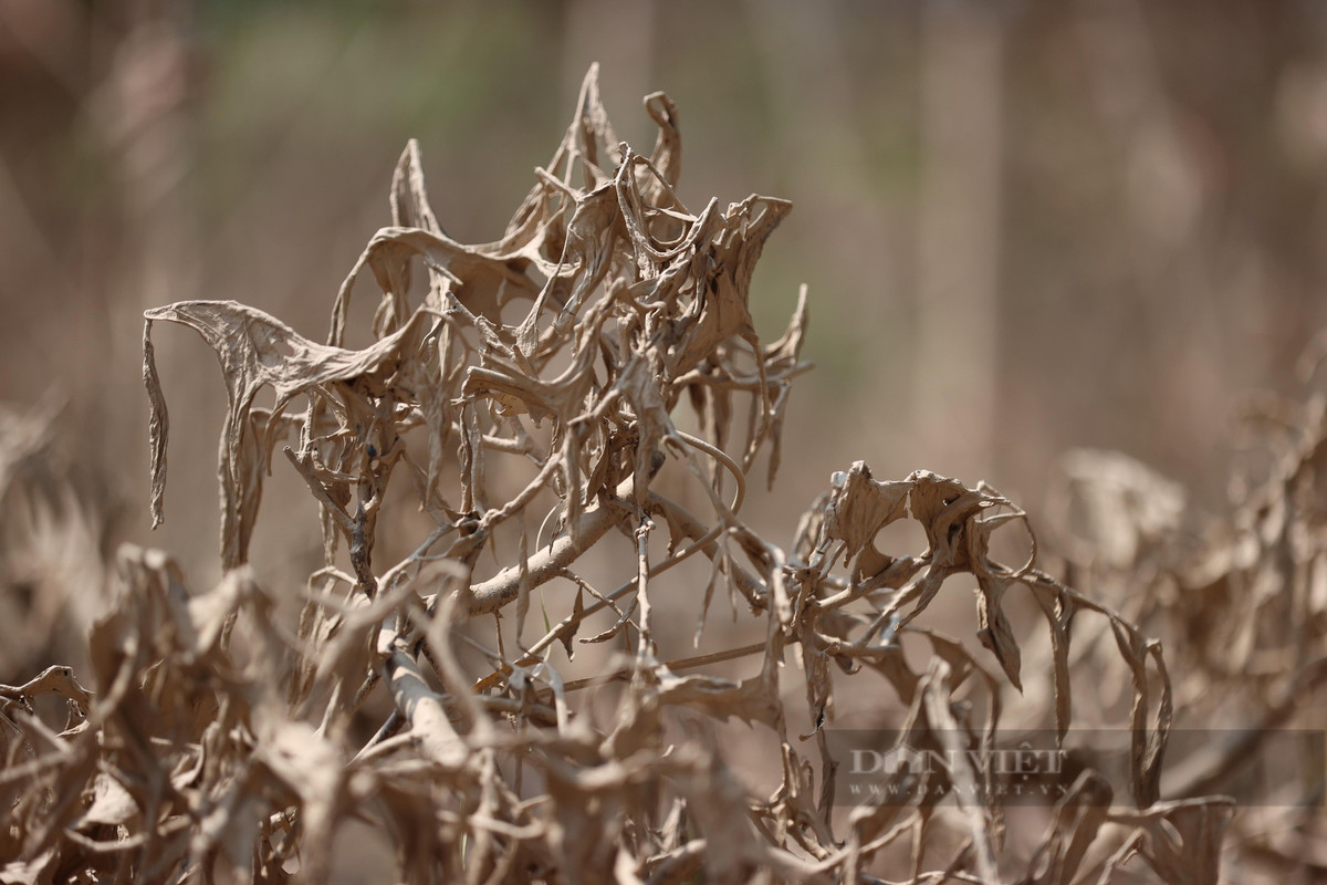 Khu vực trồng đào Nhật Tân nằm sát sông Hồng, đợt lũ vừa qua khu vực này bị ngập từ 2 đến 3 mét, nơi sát mép sông hơn 4 mét.