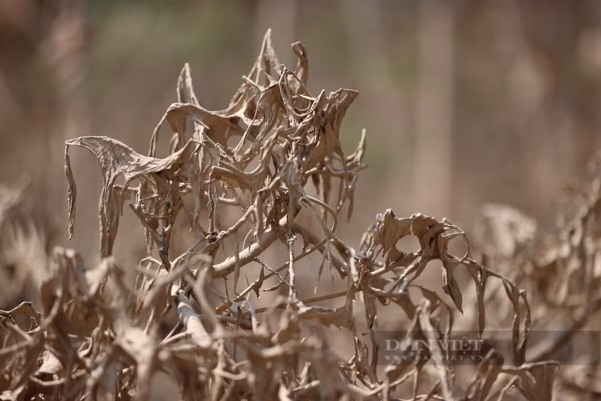 Khu vực trồng đào Nhật Tân nằm sát sông Hồng, đợt lũ vừa qua khu vực này bị ngập từ 2 đến 3 mét, nơi sát mép sông hơn 4 mét.