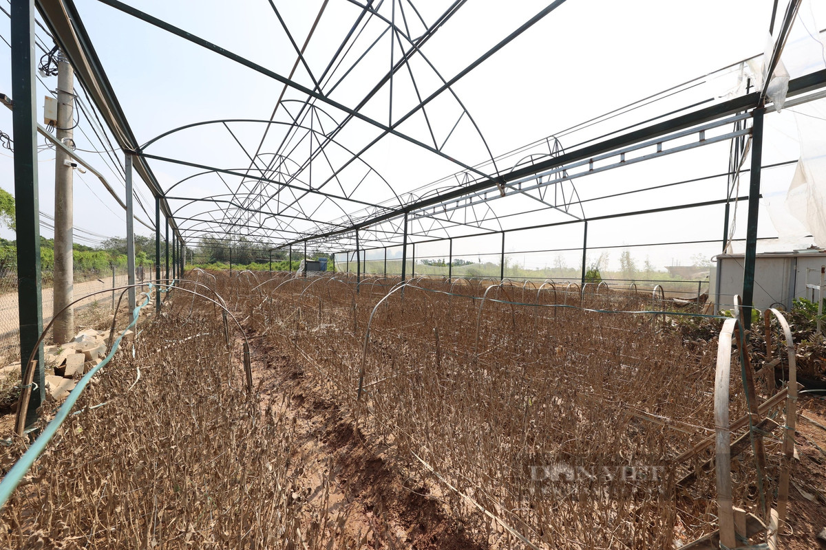 Một số nhà vườn trồng cây cảnh tại Nhật Tân cũng chịu chung số phận.