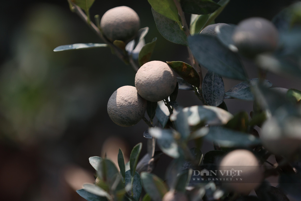 Các hộ trồng quất cũng bị ngập trắng.