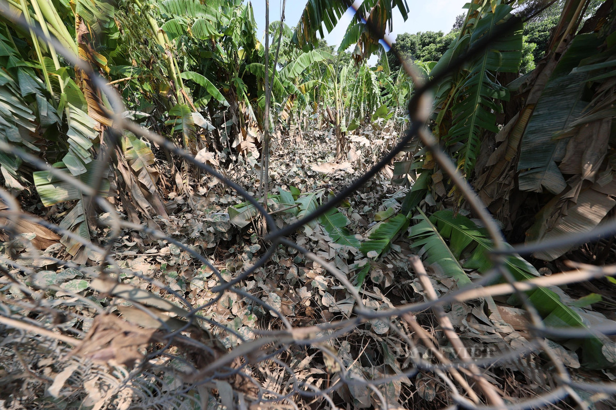 Những vườn chuối khu vực sát sông Hồng trở nên xơ xác sau lũ.