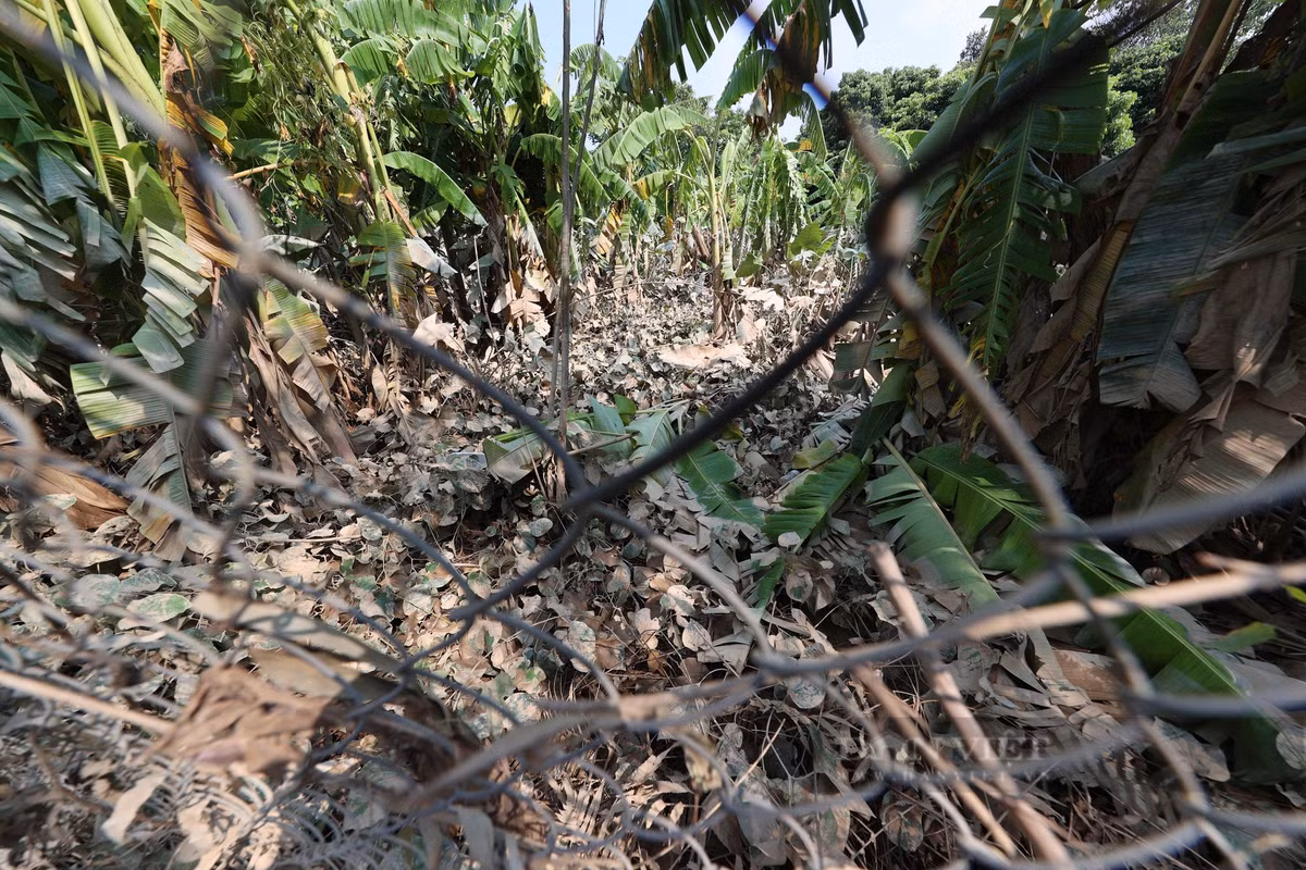 Những vườn chuối khu vực sát sông Hồng trở nên xơ xác sau lũ.