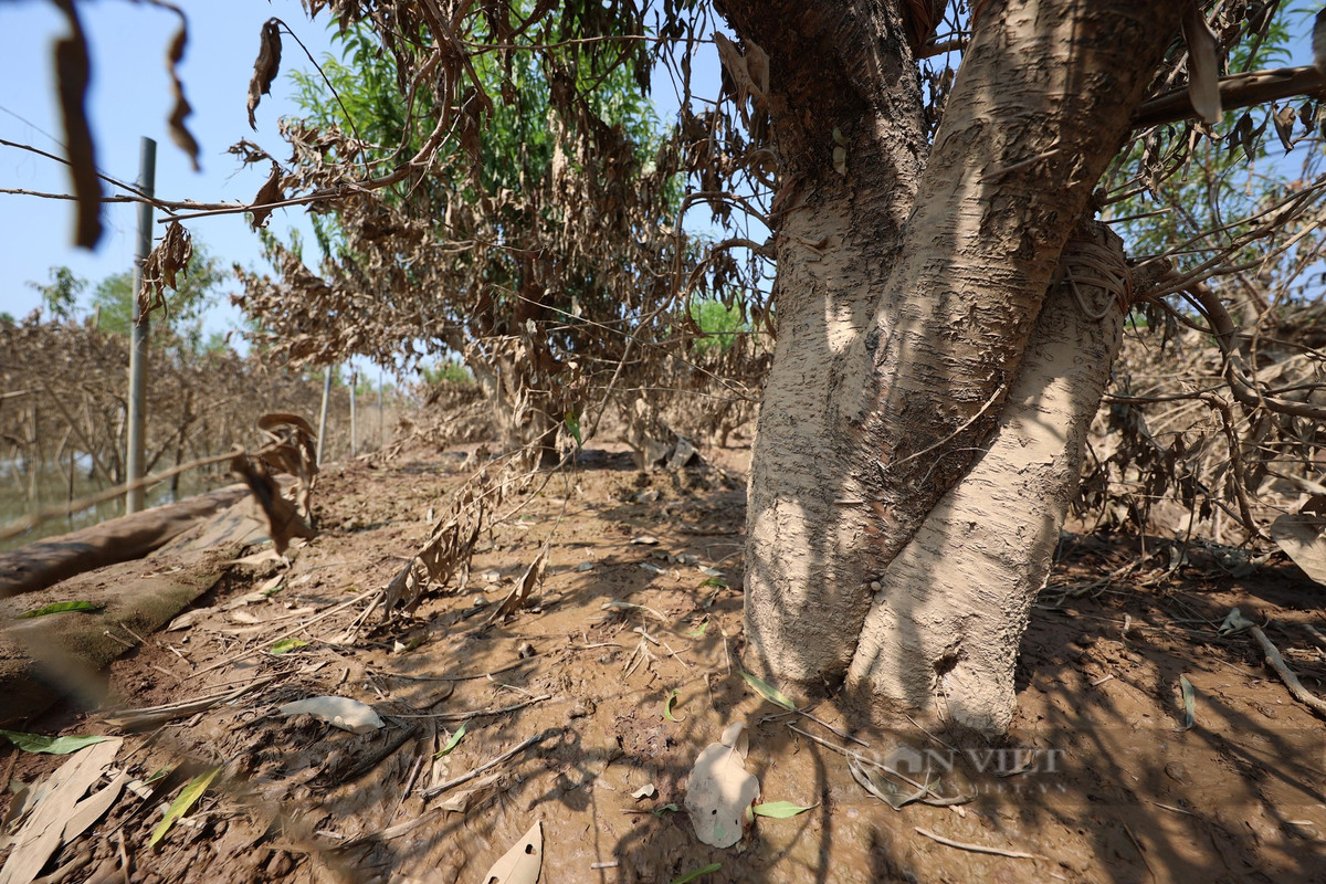 "Các loại đào cây bị hư hỏng gần hết, đào cành dáng huyền nó cao còn chống đỡ được, tuy nhiên cũng phải chờ vài ngày nữa, nếu cây không héo lá thì mới có cơ hội cứu", chị Oanh, một người trồng đào tại Nhật Tân chia sẻ.