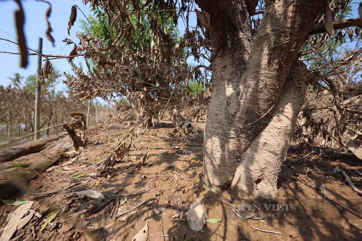 "Các loại đào cây bị hư hỏng gần hết, đào cành dáng huyền nó cao còn chống đỡ được, tuy nhiên cũng phải chờ vài ngày nữa, nếu cây không héo lá thì mới có cơ hội cứu", chị Oanh, một người trồng đào tại Nhật Tân chia sẻ.