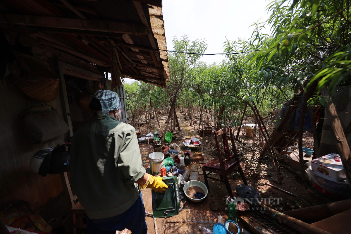 Sau khi nước rút, nhiều hộ dân tại Nhật Tân ra vườn để dọn dẹp, nhiều người bàng hoàng khi thấy công sức bỏ cả năm trời ra chăm bẵm bỗng bị cuốn theo nước lũ.