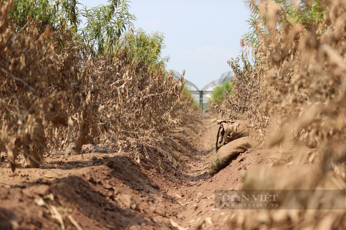 Theo chia sẻ của các chủ vườn, nếu thời tiết ngày càng nắng nóng thì việc cứu đào càng khó. "Trời mưa nhẹ hoặc không nắng còn cứu được vì đào mới ngập xong. Nó cũng giống con người, bị sốc nhiệt không sống nổi đâu", ông Thế Tiến, một người trồng đào lâu năm tại Nhật Tân chia sẻ.