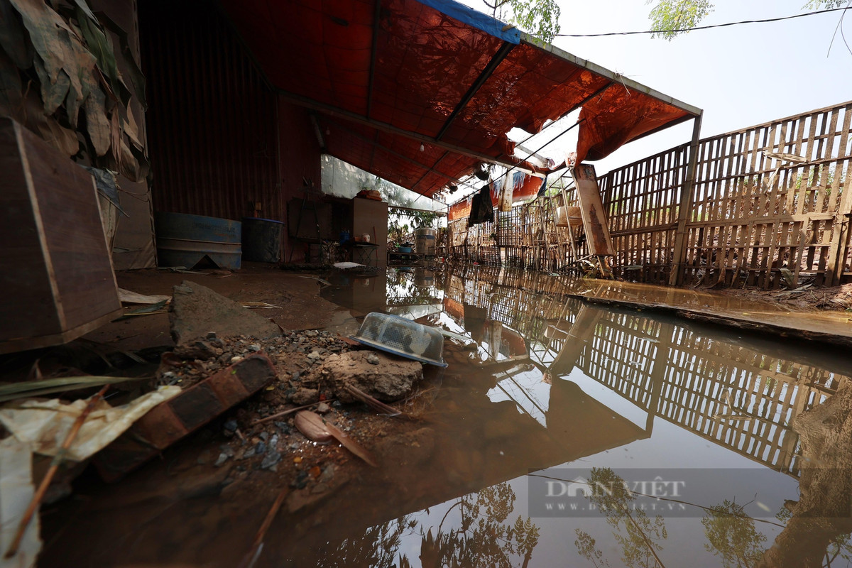Các nhà vườn, chòi trông đào bị ngập trắng. "Nhiều chủ vườn họ không ra trông đào nữa, vì còn gì đâu mà trông", một người dân sống ở khu vực Nhật Tân nói.