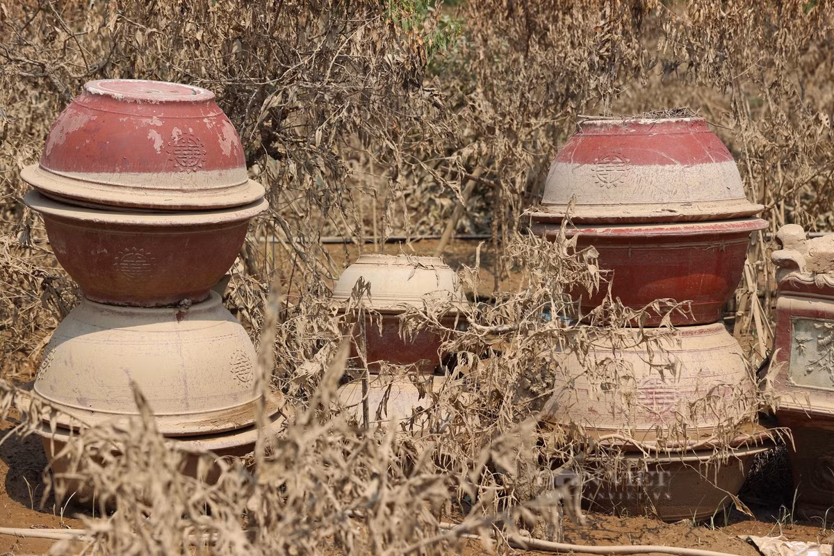 Nước ngập sâu tại làng đào Nhật Tân khiến các chủ vườn chịu thiệt hại nặng nề, nhiều vườn đào bị "xóa sổ" hoàn toàn.