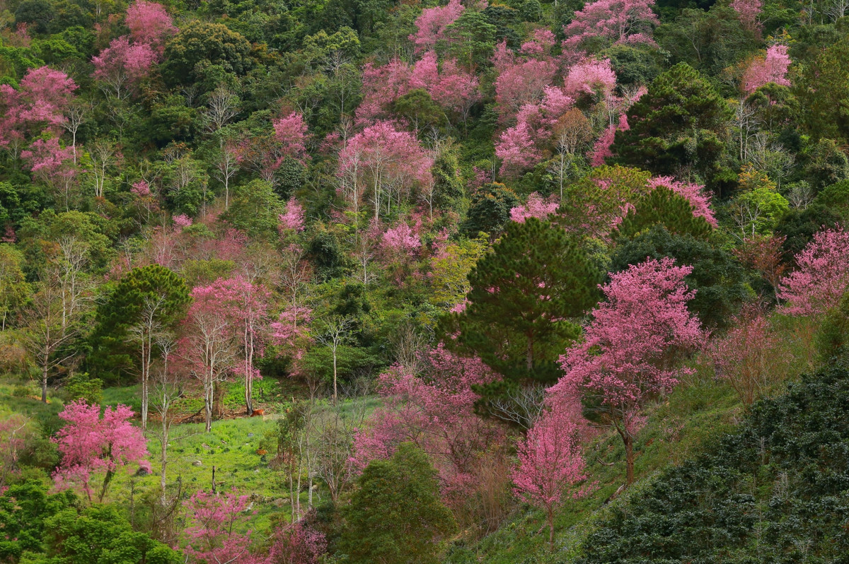 Vuot doc da, ngam mai anh dao ruc hong trong suong som Da Lat-Hinh-3