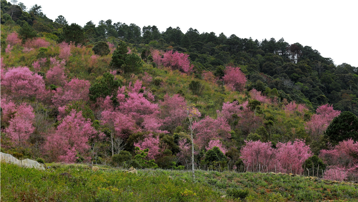 Vuot doc da, ngam mai anh dao ruc hong trong suong som Da Lat-Hinh-8