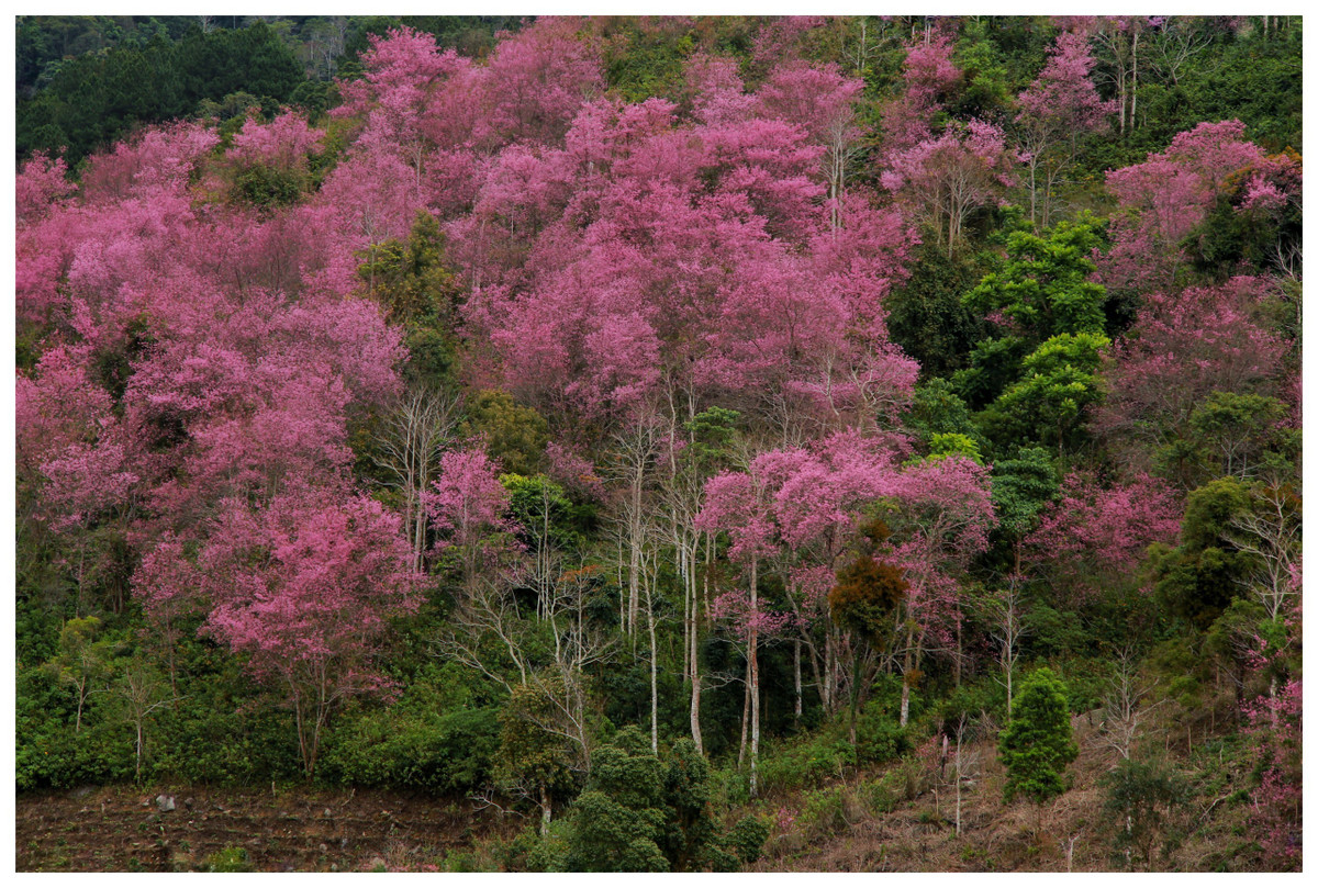 Vuot doc da, ngam mai anh dao ruc hong trong suong som Da Lat-Hinh-11