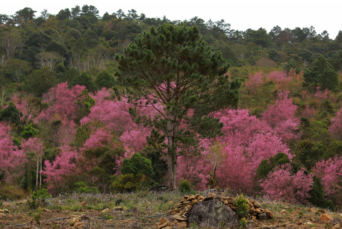 Vuot doc da, ngam mai anh dao ruc hong trong suong som Da Lat-Hinh-5