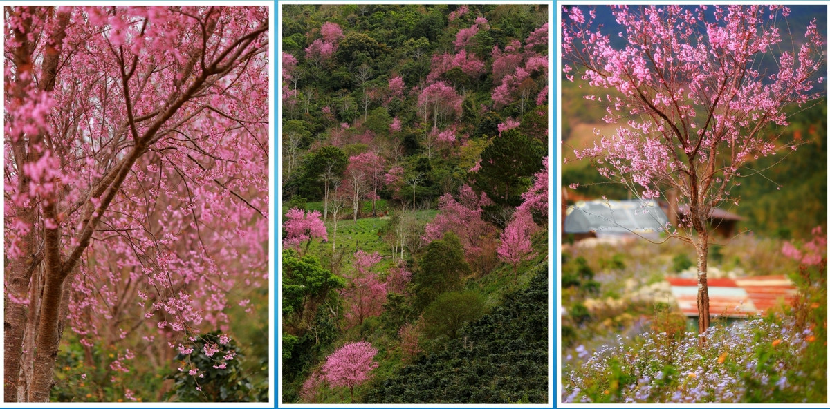 Vuot doc da, ngam mai anh dao ruc hong trong suong som Da Lat-Hinh-10