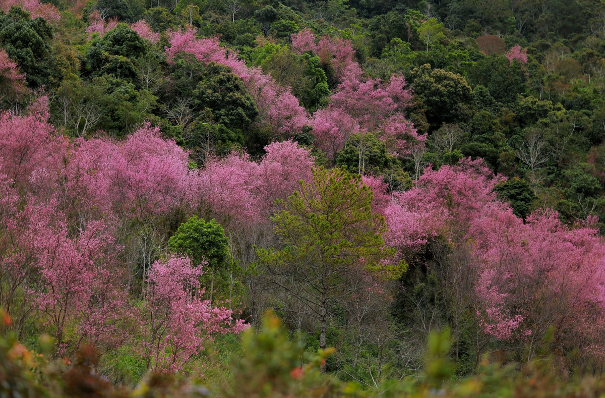 Vuot doc da, ngam mai anh dao ruc hong trong suong som Da Lat-Hinh-4