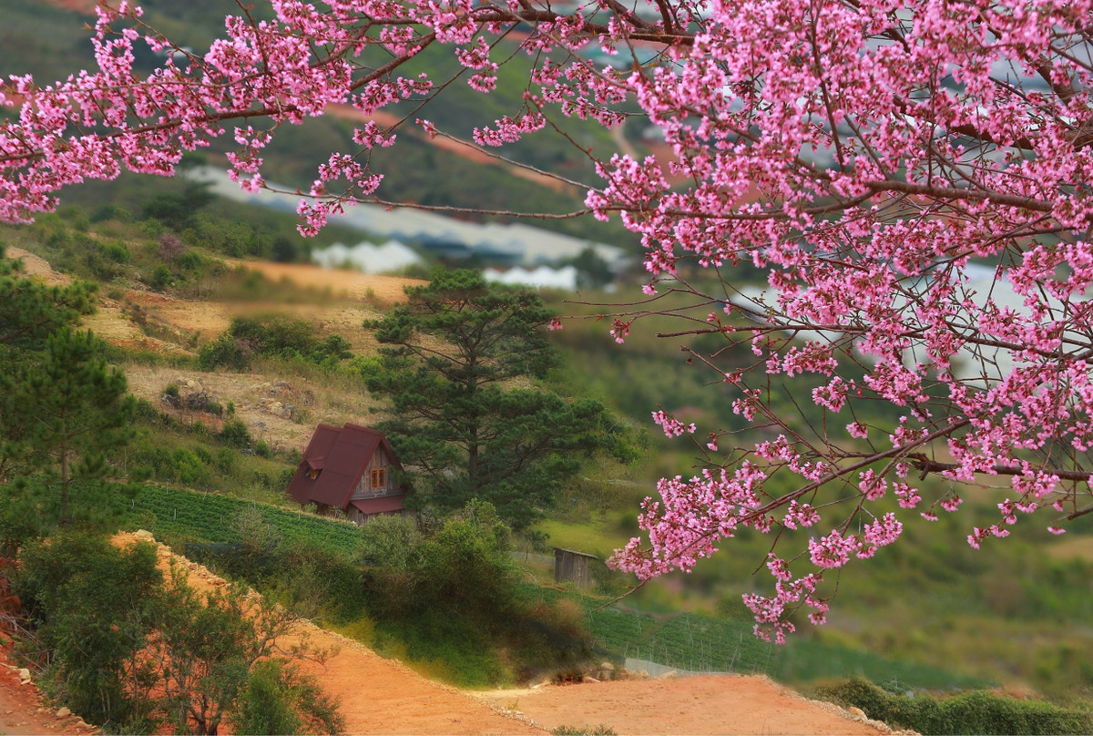 Vuot doc da, ngam mai anh dao ruc hong trong suong som Da Lat-Hinh-2